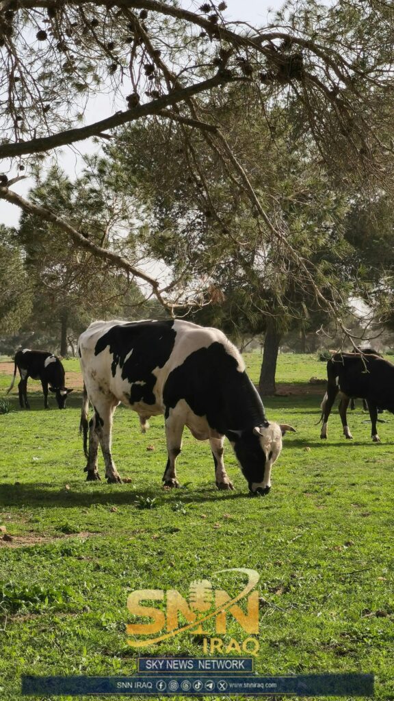 Holstein cows peacefully grazing under trees on a sunny day in Libya.